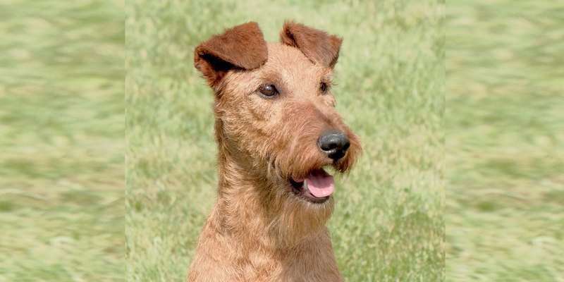 Víkend s irským teriérem